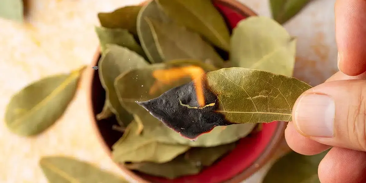 ¿Por qué tanta gente quema hojas de laurel en sus casas? Descubre 4 beneficios