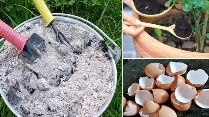 5 formas de producir abono orgánico para sus plantas