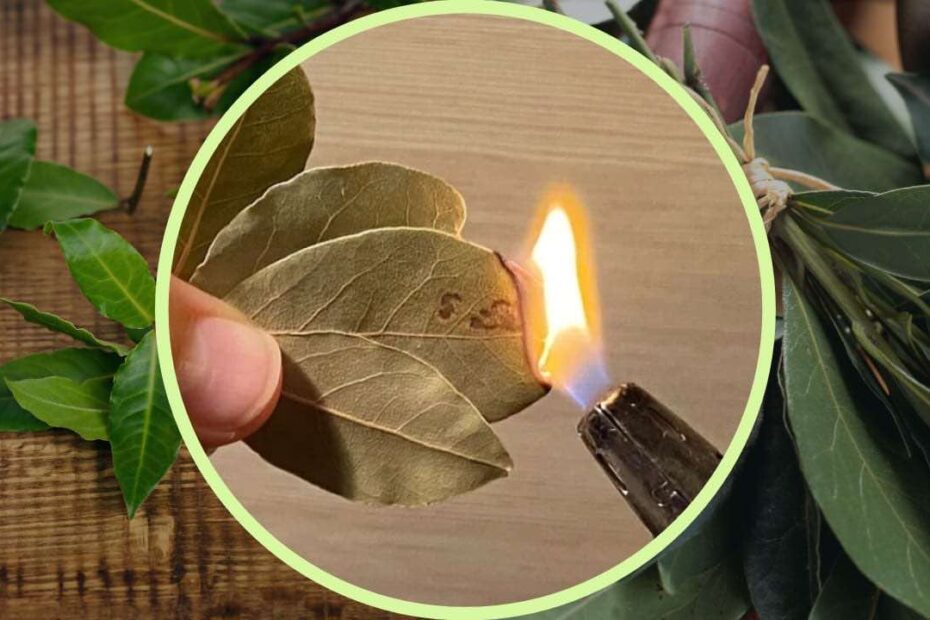 Hojas de laurel: cada uno las quema en su casa; lo que pasa te sorprenderá