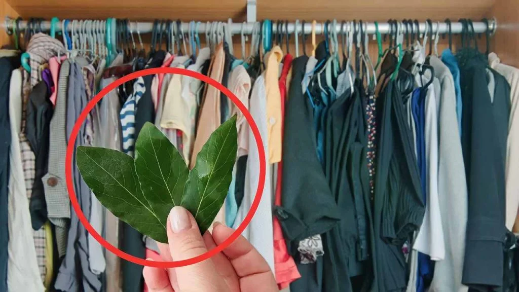 Laurel se va de tu armario, adiós a esos problemas para siempre.