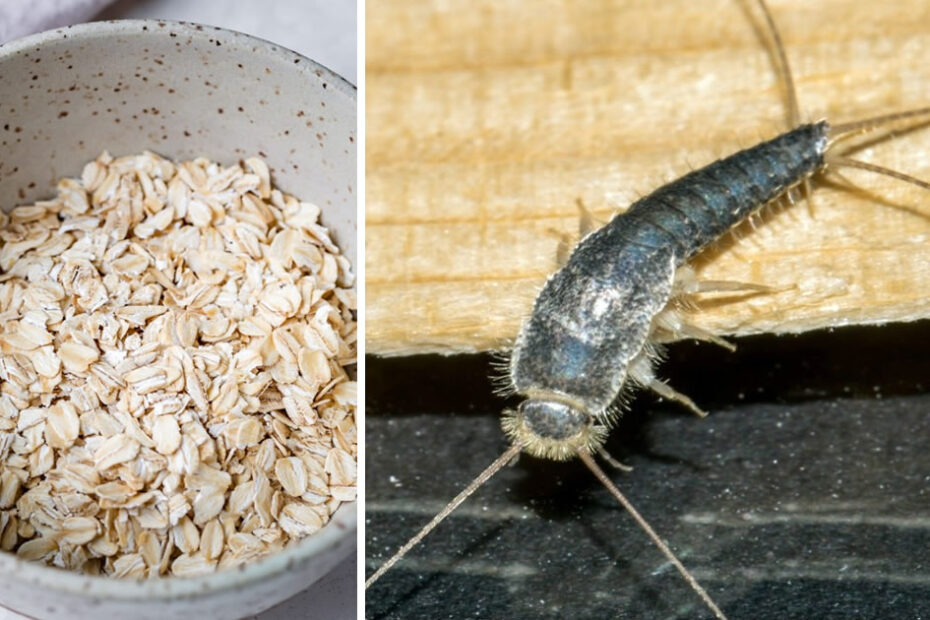 Trucos para eliminar de una vez por todas las «lucias plateadas» de nuestros hogares