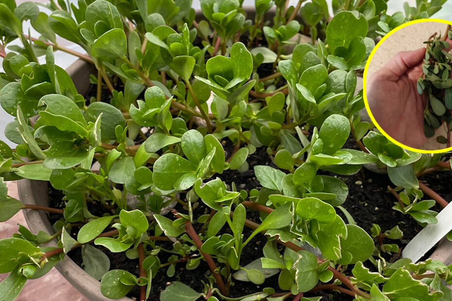 Todas las razones por las que deberías cultivar un porfolio en macetas y cómo hacerlo