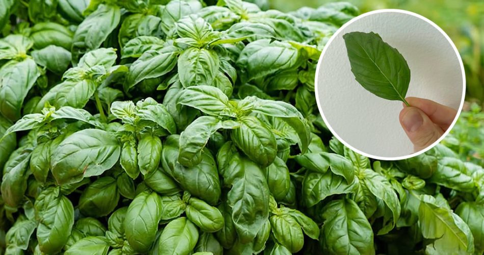 Cómo reproducir albahaca para obtener un suministro inagotable