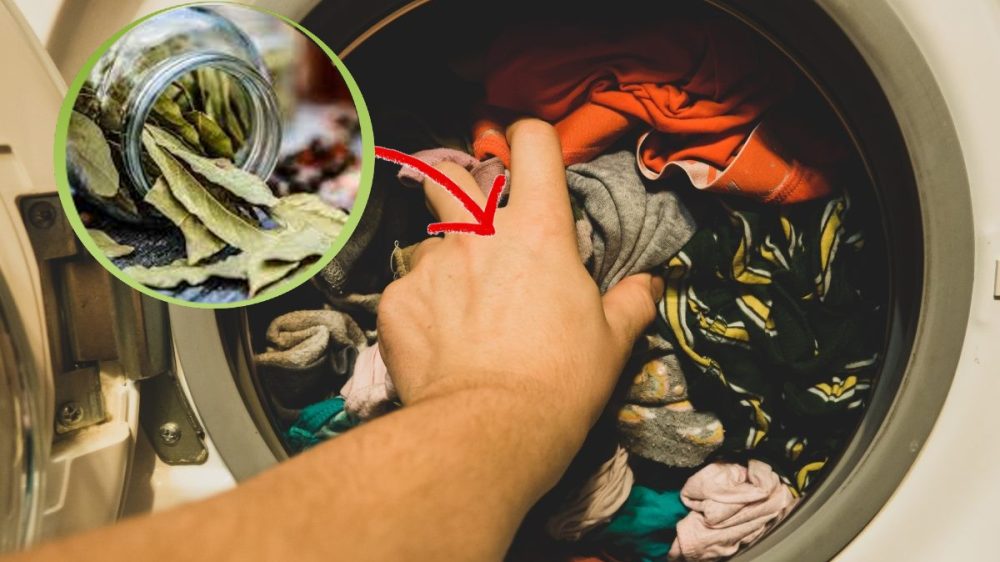 Hojas de laurel: mi abuela solía meterlas en el detergente, pero yo he encontrado la manera de meterlas en la lavadora. ¡El resultado es asombroso!