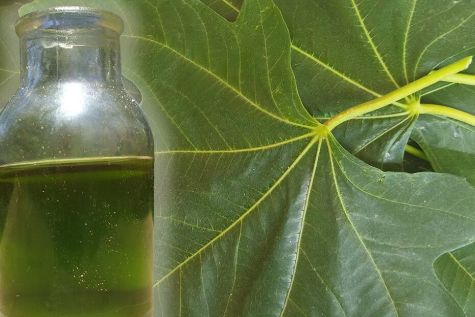 Aceite de hojas de higuera: la antigua receta curativa de nuestros abuelos