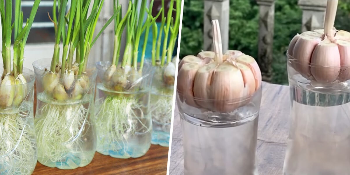 El truco de la botella para hacer germinar el ajo y cultivarlo en casa