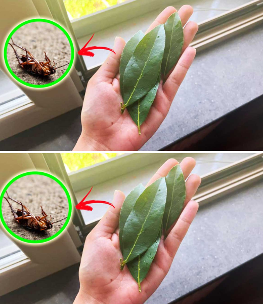 El laurel: ¡el mejor remedio para ahuyentar a las cucarachas!