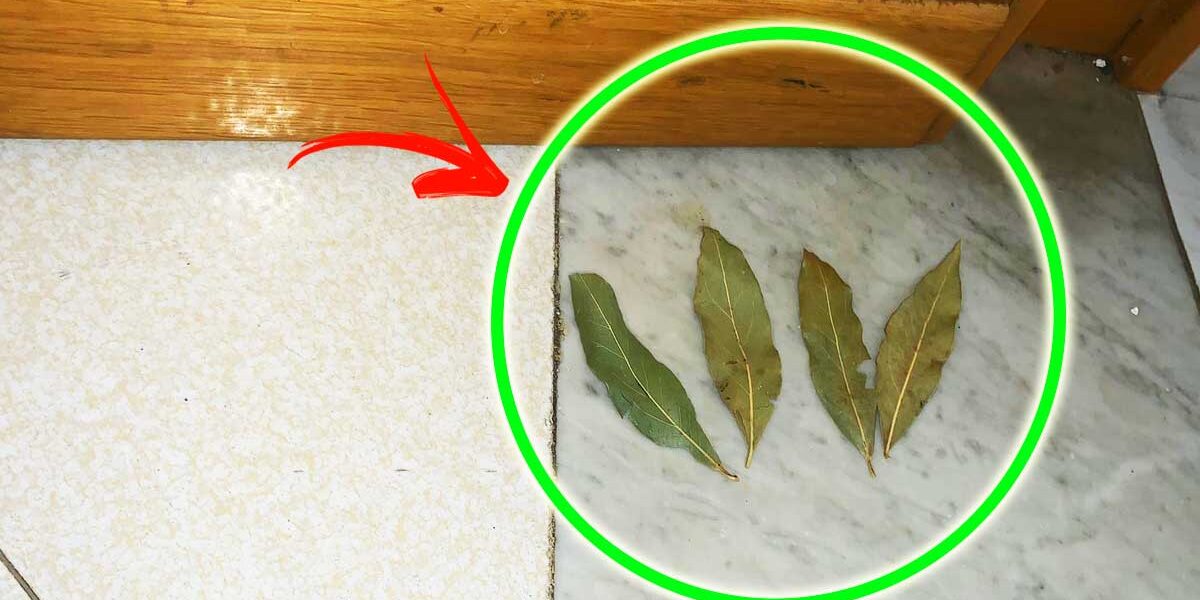 4 maneras de mantener alejados a los insectos con hojas de laurel