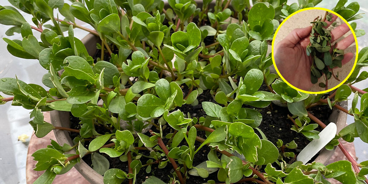 Todas las razones para cultivar verdolaga en maceta y cómo hacerlo
