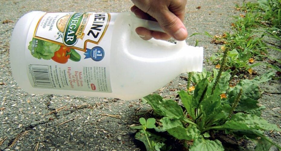 El vinagre blanco es el mejor aliado del jardín: aquí tienes 6 usos para el jardín