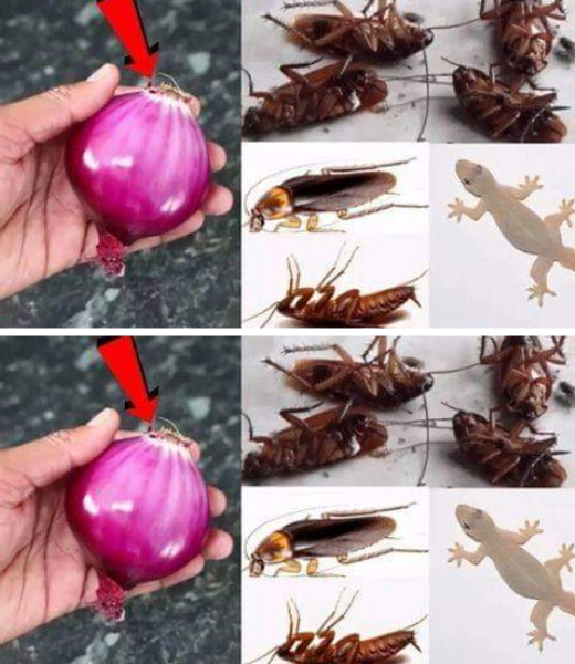 Una casa llena de cucarachas: ¿cómo limpiar el suelo para eliminarlas inmediatamente?