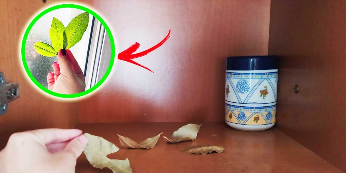 Por qué siempre debes poner hojas de laurel en tus muebles