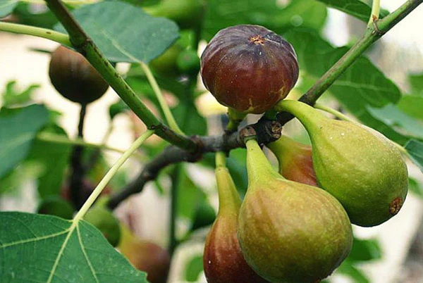 Linfa de higo: beneficios y usos