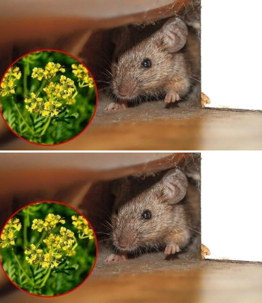 3 plantas repelentes eficaces para mantener a los ratones alejados de casa