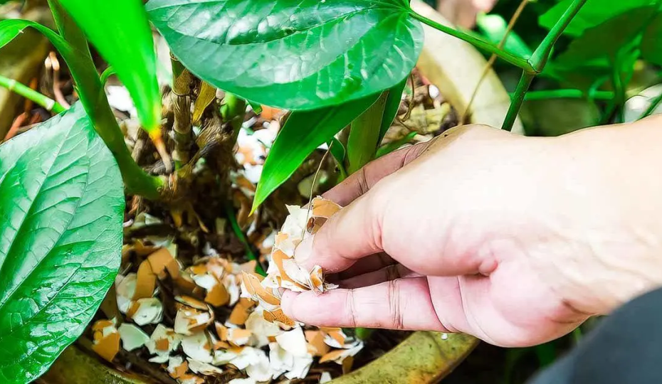 No tirar las cáscaras de huevo: seminales en el jardín, hacen milagros