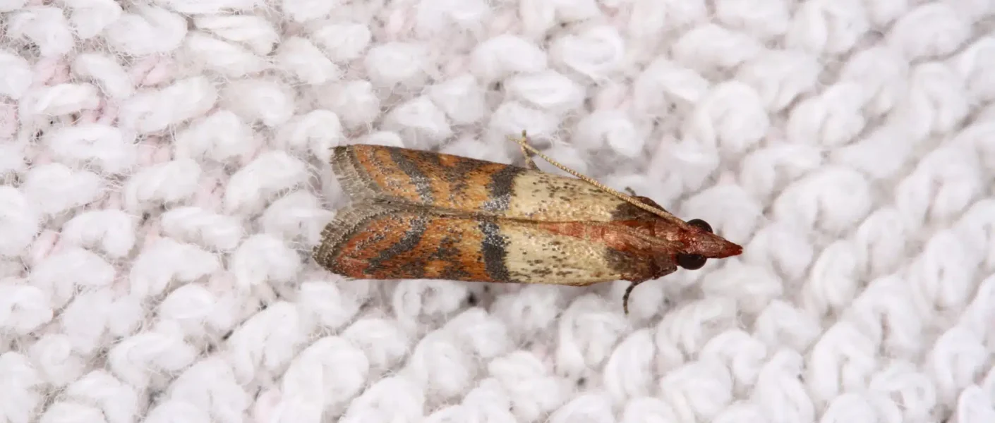 ¿Polillas en tu armario? Estas pequeñas plagas odian estos 4 trucos naturales radicales (¡y tu ropa te lo agradecerá!).