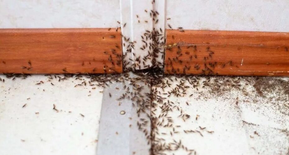 ¿Cómo ahuyentar a las hormigas con bicarbonato sódico?