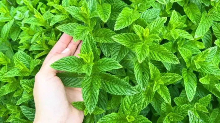 La menta siempre fresca y exuberante, pero sólo si la plantas en ese lugar inesperado