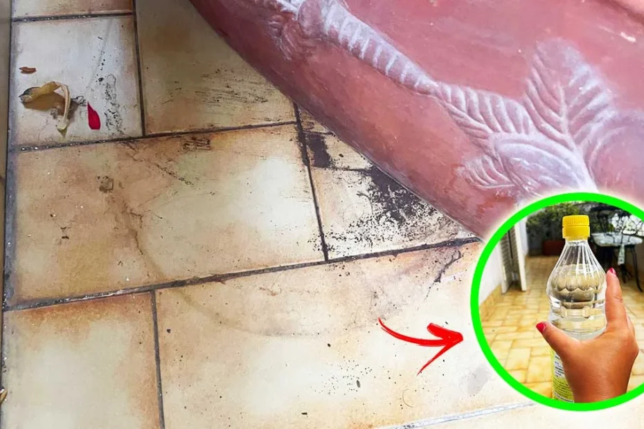 CÓMO QUITAR LOS ALONES DE LAS MACETAS EN EL SUELO DEL BALCÓN