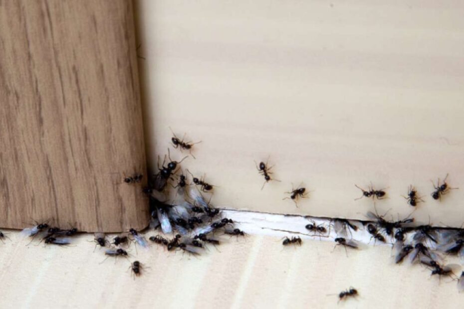 Insecticida casero: rocíelo y deshazte de las hormigas, arañas, mosquitos y polillas.