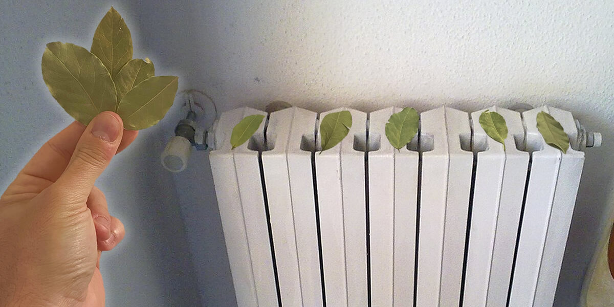 Cómo ahorrar durante el invierno poniendo hojas de laurel en el radiador