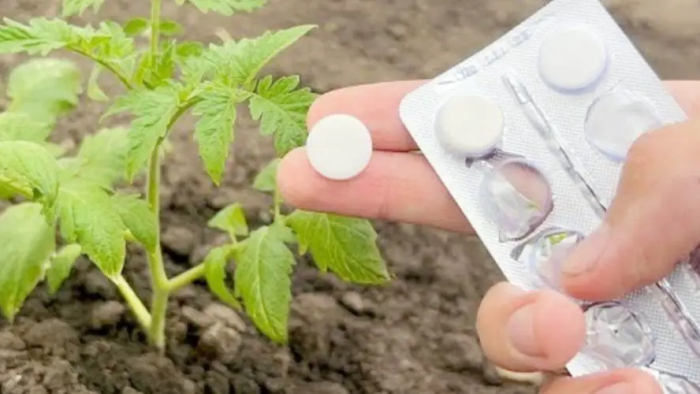 Tomates, pepinos y pimientos enormes con una sola tableta: nunca he tenido una cosecha así.
