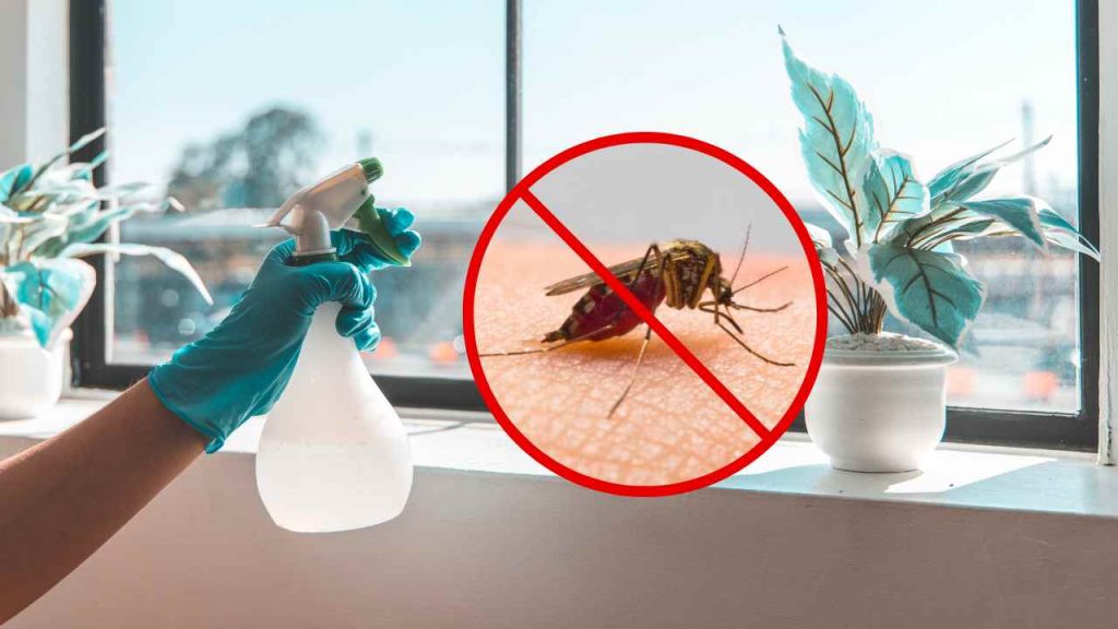 Ponlo en casa y no volverás a ver moscas ni mosquitos: el remedio natural.