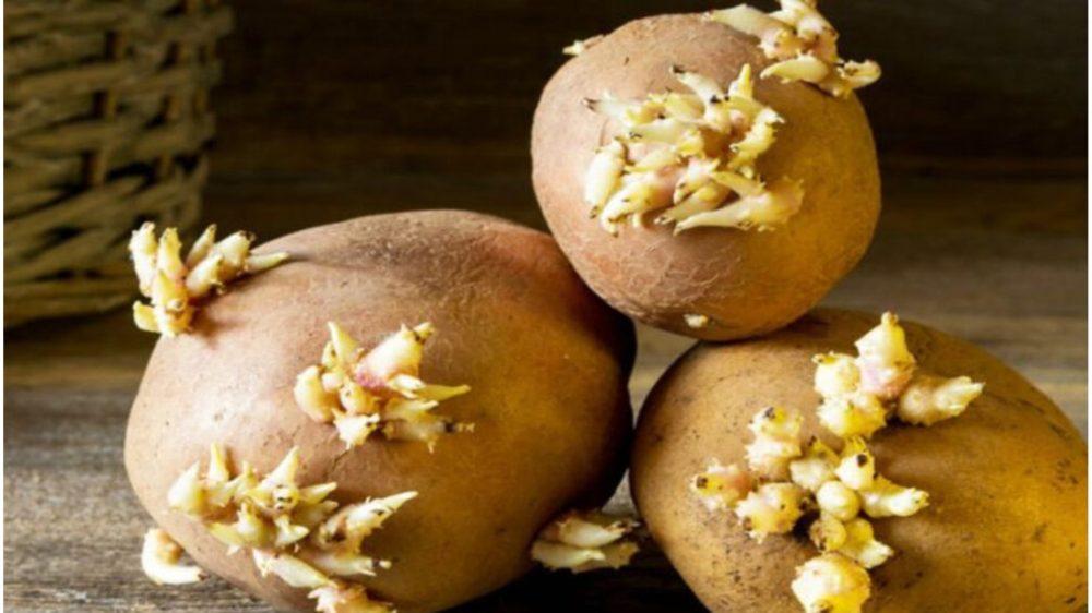 El truco para evitar que las patatas germinen en casa