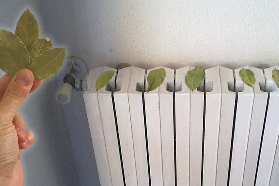 Cómo ahorrar durante el invierno poniendo hojas de laurel en el radiador