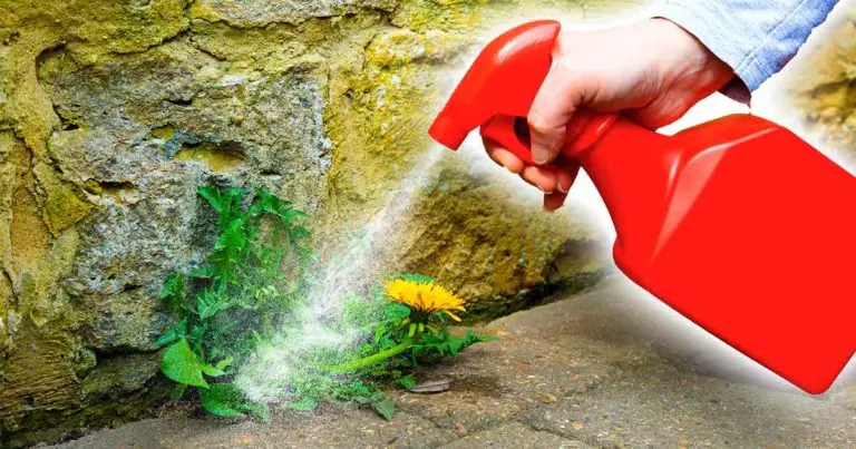 ¿Cómo se prepara un herbicida de vinagre casero?