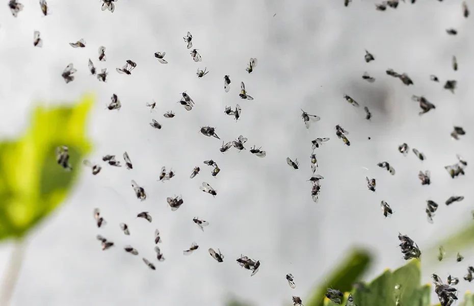 ¿Cómo se encuentra el nido de insectos que invaden la casa?