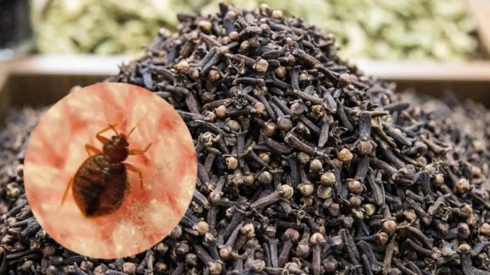 Potente mezcla con clavo para eliminar las chinches de la cama