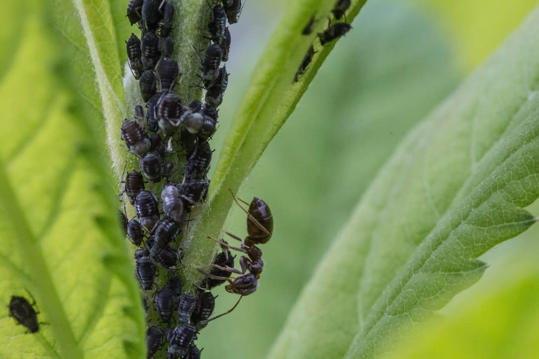 ¡Acabemos con los pulgones! Estas plantas repelentes son sus enemigos acérrimos y los mantendrán alejados de tu jardín para siempre.