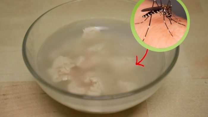 ¡Ha sido votada como la mejor trampa para mosquitos de todos los tiempos! A continuación te explicamos cómo hacerla