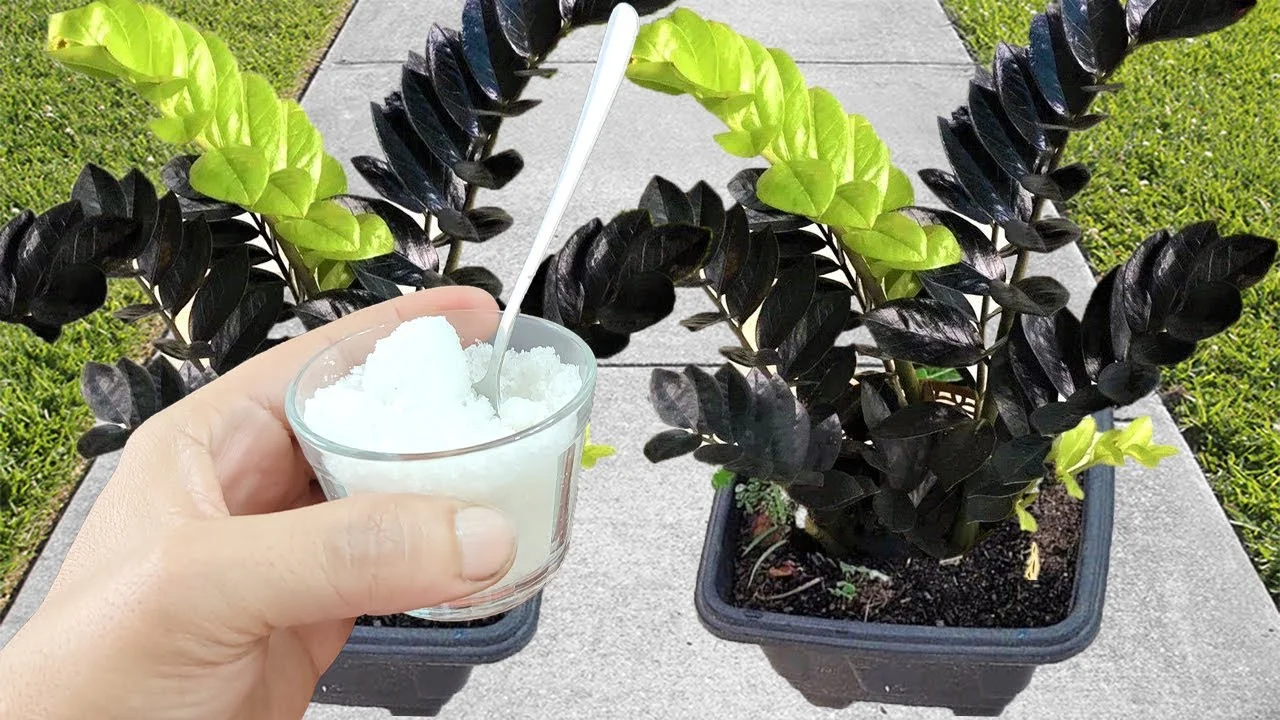 ¡INCREÍBLE! Hace que cualquier planta florezca y crezca cinco veces más rápido (cualquier planta)