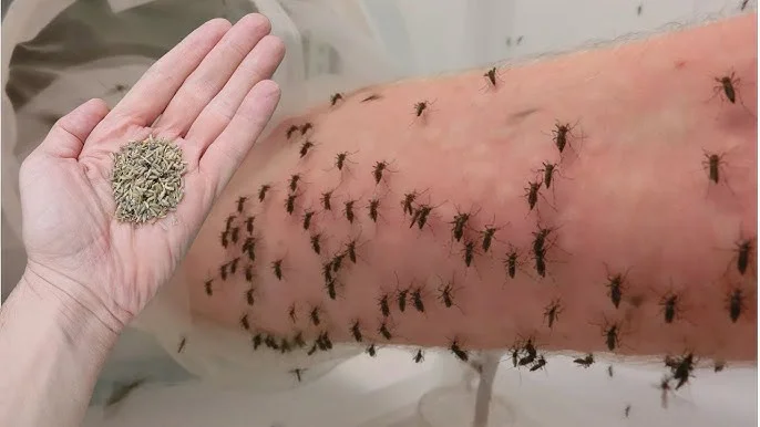 Nunca volverás a ver mosquitos si haces ESO