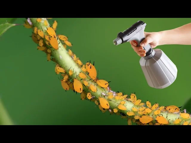 El insecticida orgánico más potente, los pulgones, los escarabajos y las hormigas desaparecen en 3 minutos