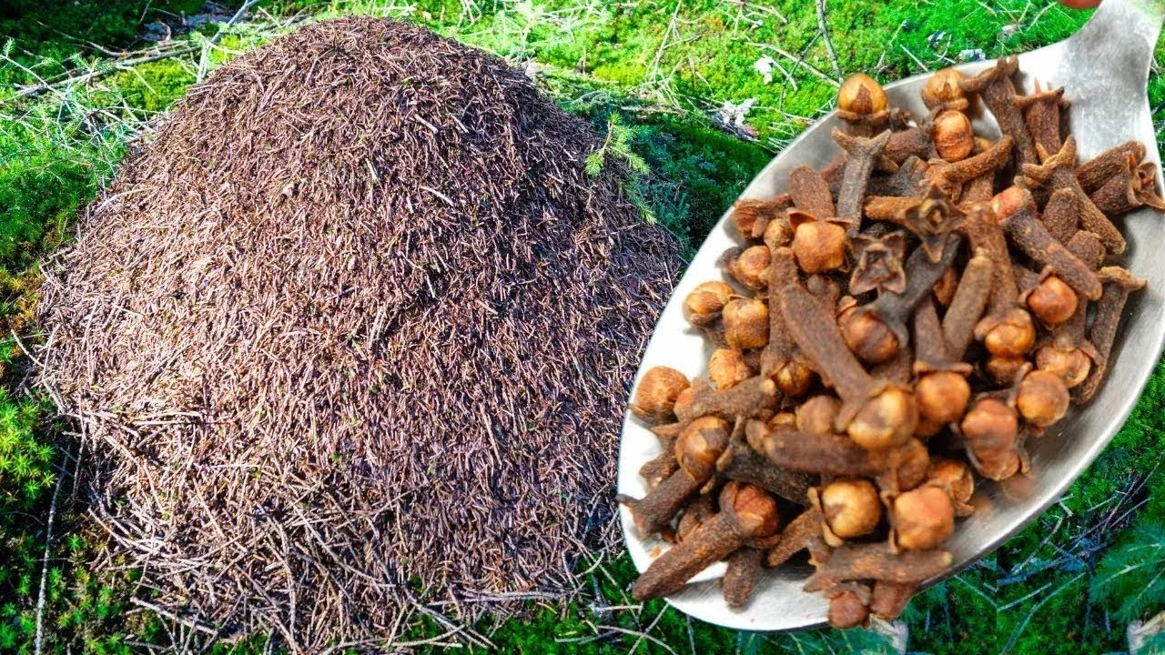 LAS HORMIGAS NO HAN VUELTO A MI JARDÍN DESDE HACE 50 AÑOS! HAZ ESTO Y NO TENDRÁS MÁS