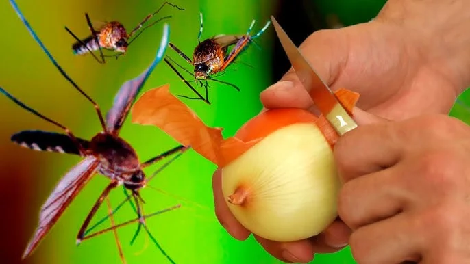 ¡Los mosquitos desaparecen para siempre en solo 1 minuto! ¡La mejor receta ecológica y gratuita!