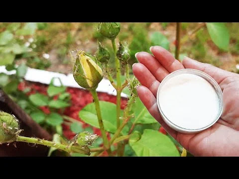 El bicarbonato de sodio protege las rosas y otras plantas de los parásitos
