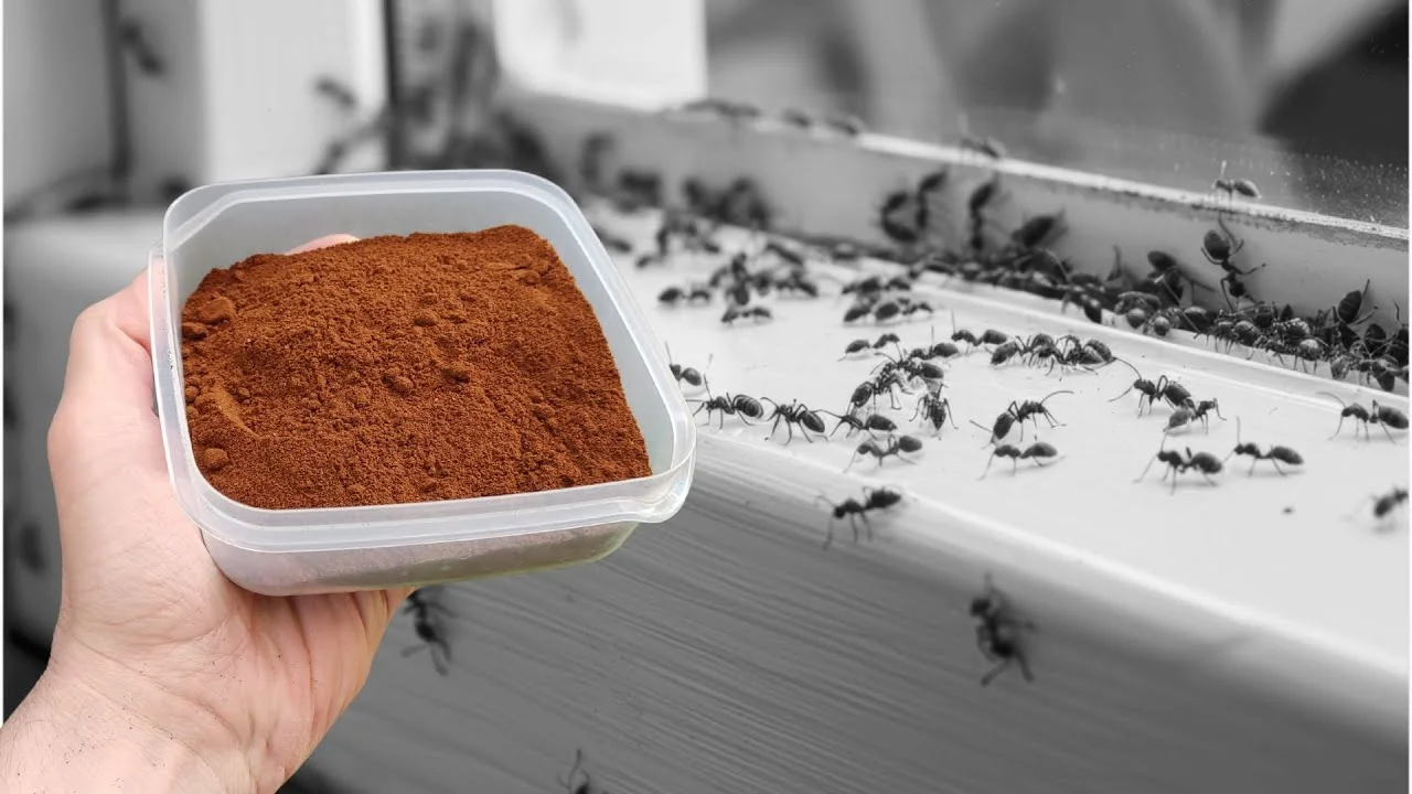 Ya no tengo ni una hormiga en mi casa! es mejor que 100 insecticidas