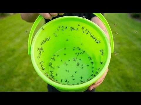 Así se atrapan todos los mosquitos del jardín. Trampa genial con un cubo.