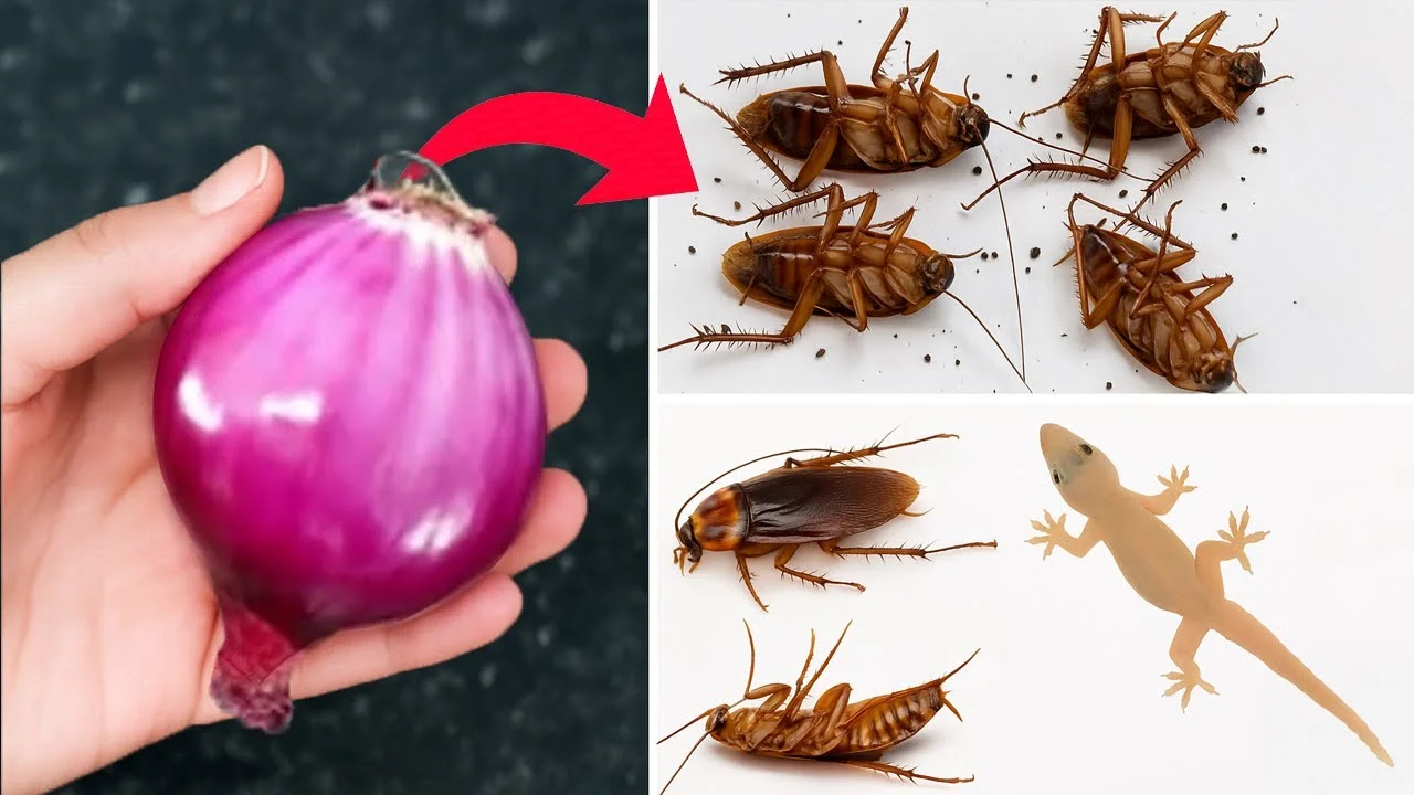 Cebolla mágica contra las cucarachas y los lagartos.