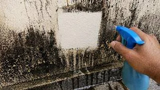 Me morí sin saberlo: ¡cómo quitar fácilmente el moho de las paredes pintadas!