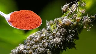 El insecticida más potente sin productos químicos. Los pulgones desaparecen en 1 minuto