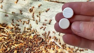 Cómo deshacerse rápidamente de las hormigas y los pulgones para siempre, 100% eficaz!