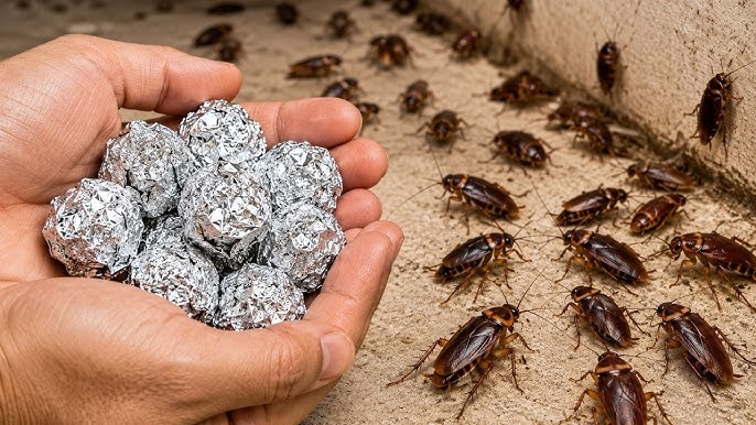 Come allontanare le blatte in casa senza usare veleni aggressivi